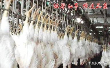 肉鸡屠宰自动化流水线的主要操作环节